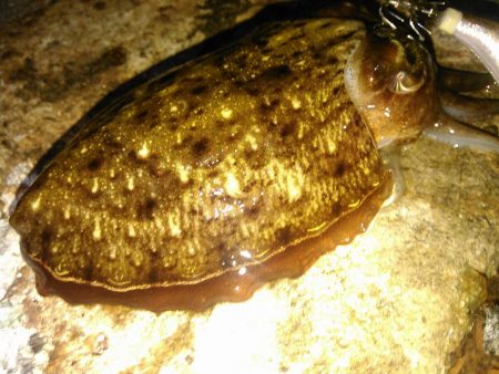 ゴミまみれでした